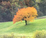 Autunno