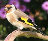 Cardellino
