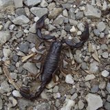 Scorpione