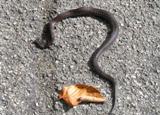 Vipera