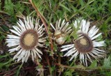 Carlina acaulis