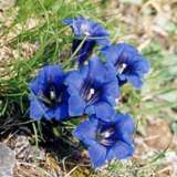 Genziana