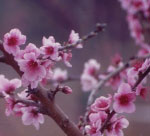 Primavera